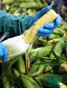 food-safety-quality-control-corn